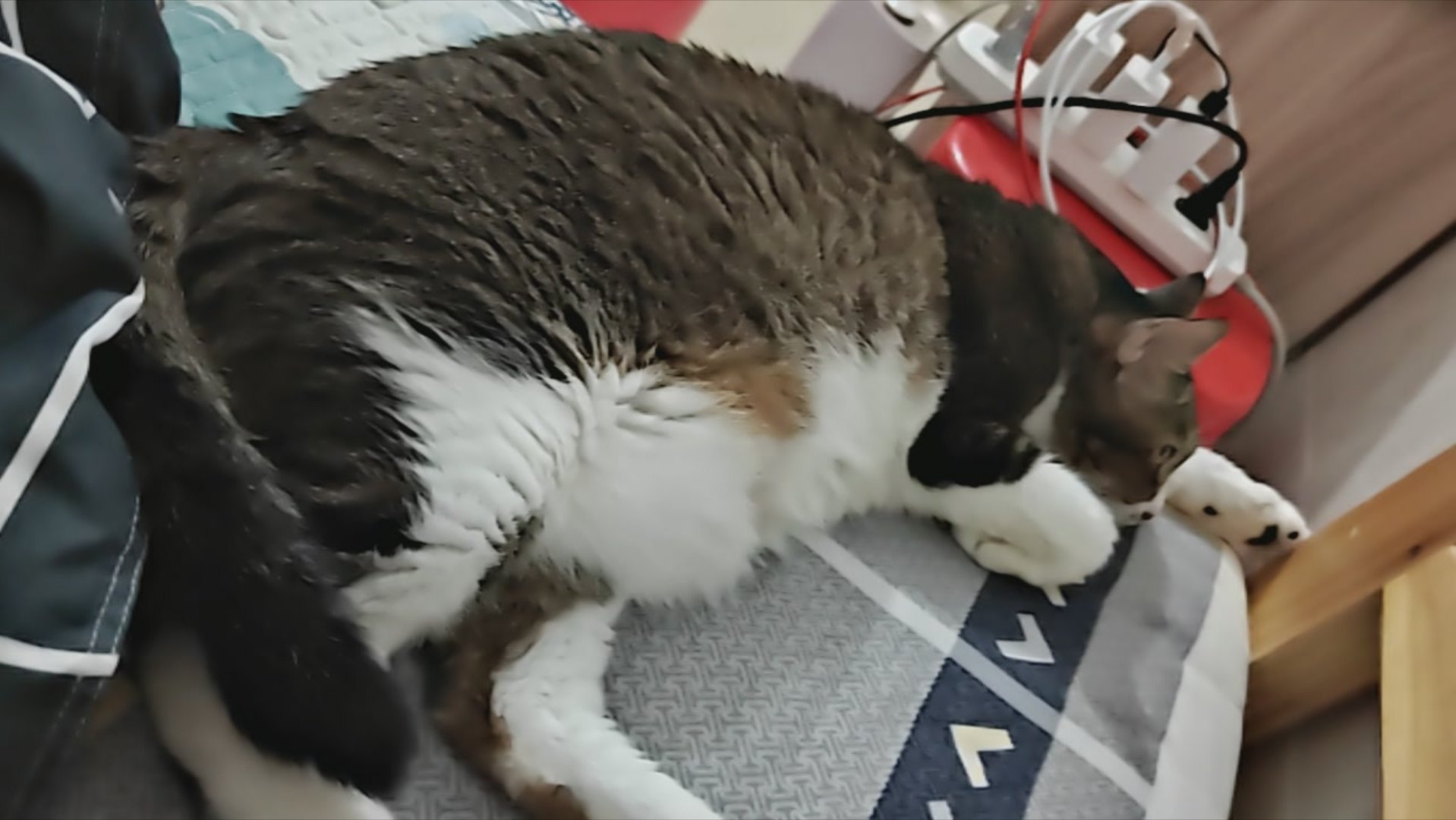 大半夜被我家猫咪吵醒了，它这会又睡了，我睡不着了