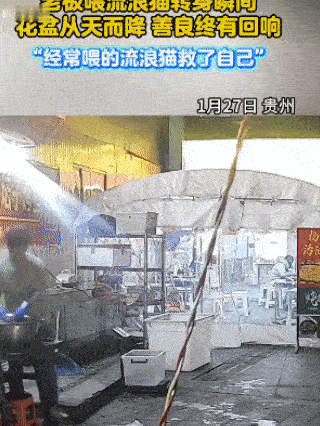 解释不清了！贵阳一烤鱼店老板在店门口杀鱼，当时一只流浪猫走过，老板便好心拿鱼杂去