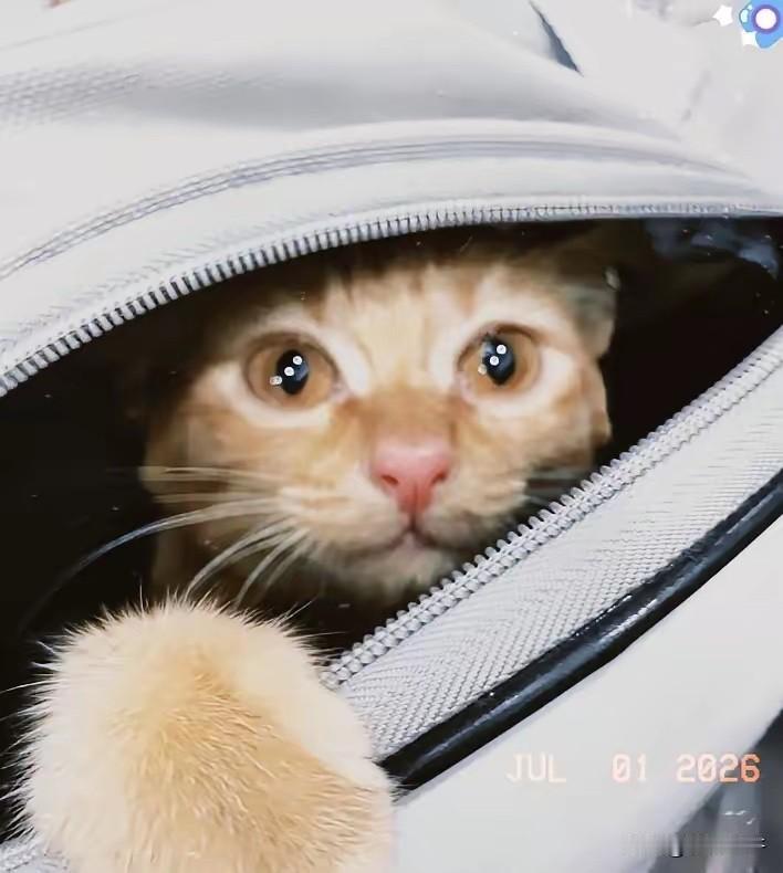 外卖员捡流浪橘猫养了半年，离职回老家嫌麻烦丢在站点，一年后回城办事，保安从猫窝掏
