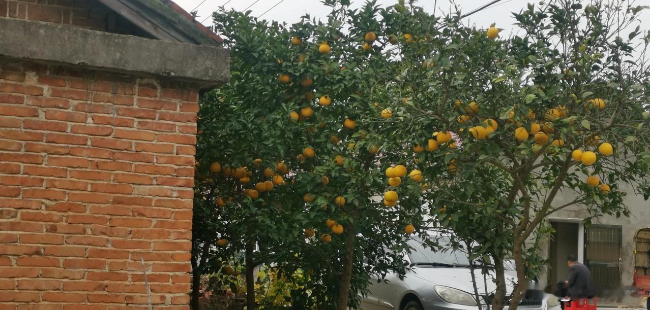 秋冬即景
门前硕果挂枝折，
窗内梅花压绿叶。
愿得国泰民安久，
家家岁岁享祥和。