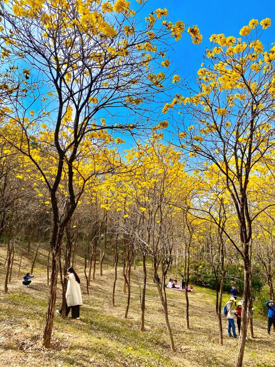 3月10日实拍，深圳这里的黄金风铃木开了！