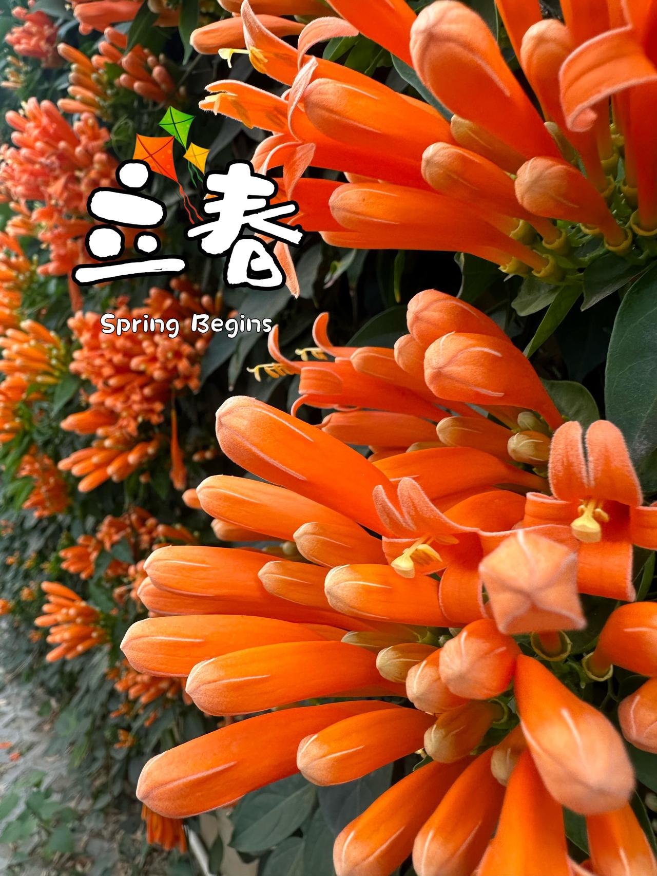 🫰新的一年，身壮力健🙏

立春节气