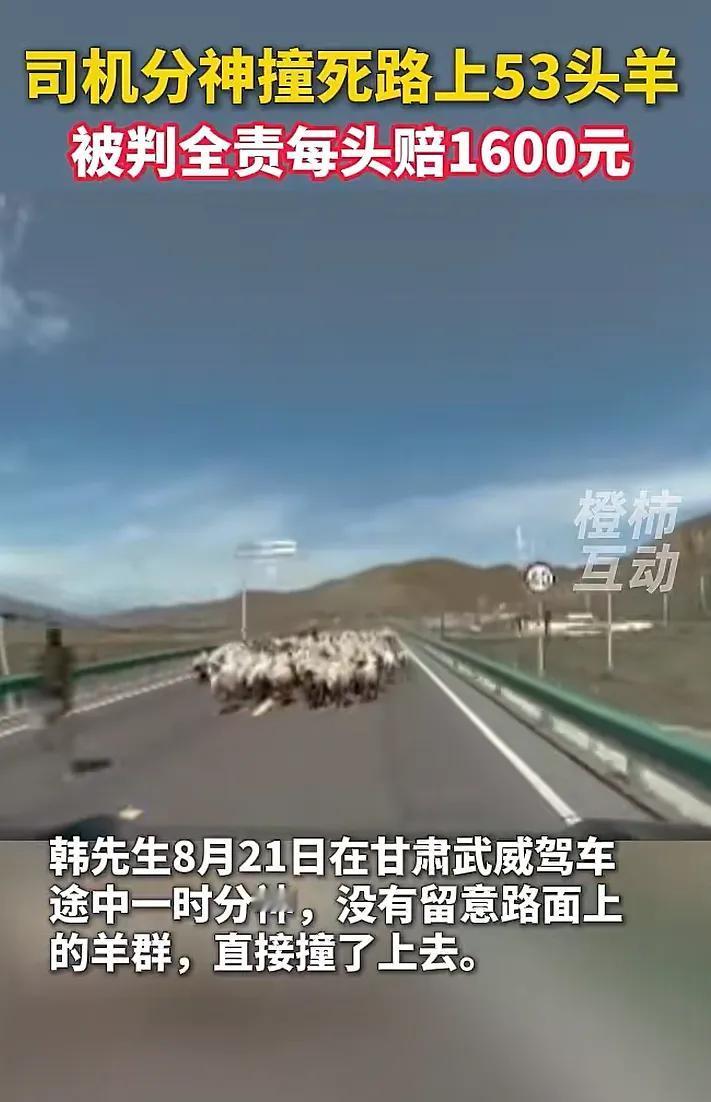 甘肃，8月21日，男子驾车在公路上，撞上羊群，造成53只羊死伤，交警判定男子全职