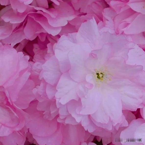 活着的智慧是一张一弛，今天休跑，打算做家务，浇花，制茶，网购，和姐妹们聊天。
老