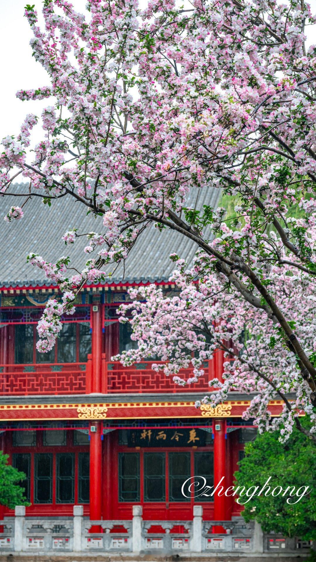 北京中山公园来今雨轩海棠依旧摄影​​​