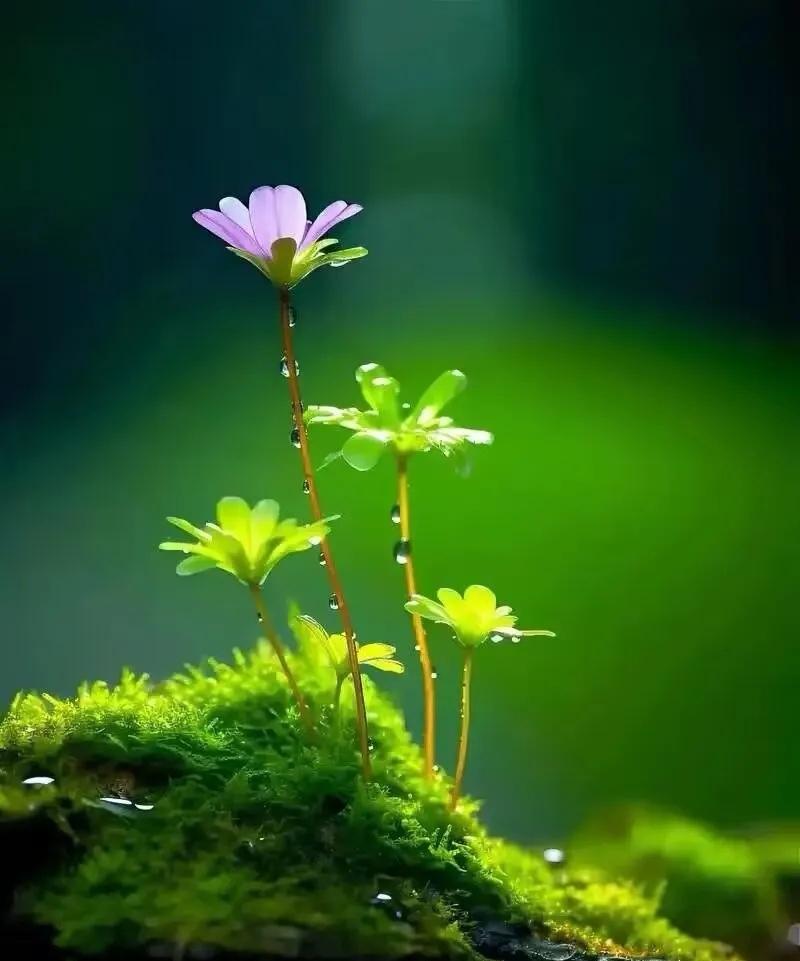 小花朵在阳光中绽放，真美！