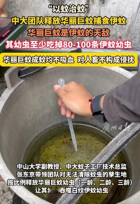 解释不清了！广东，为了应对基孔肯雅热，中山大学的副教授带着学生团队，跑到佛山，往