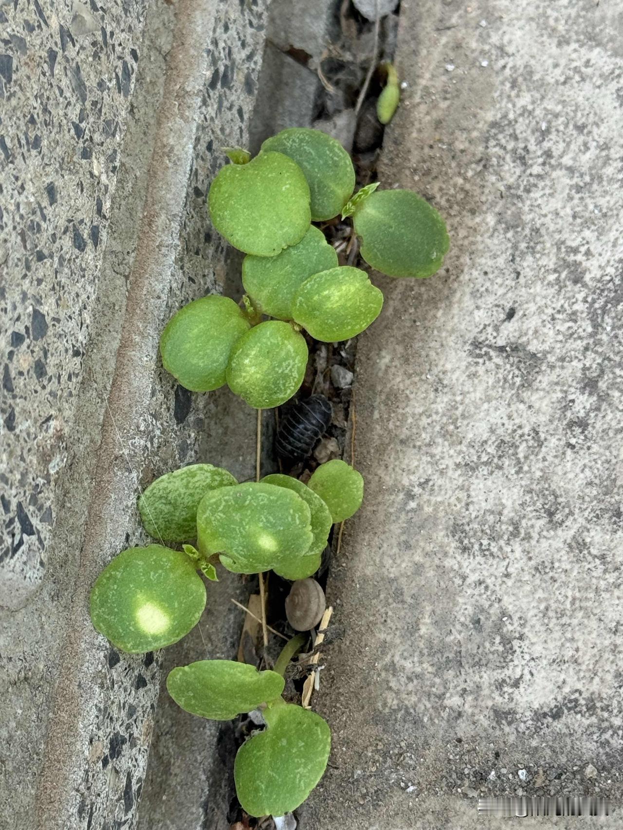 去年种的指甲草茂密呀。枝繁叶茂，花开花落，长了不少果实。
没想到今年掉的砖缝里的