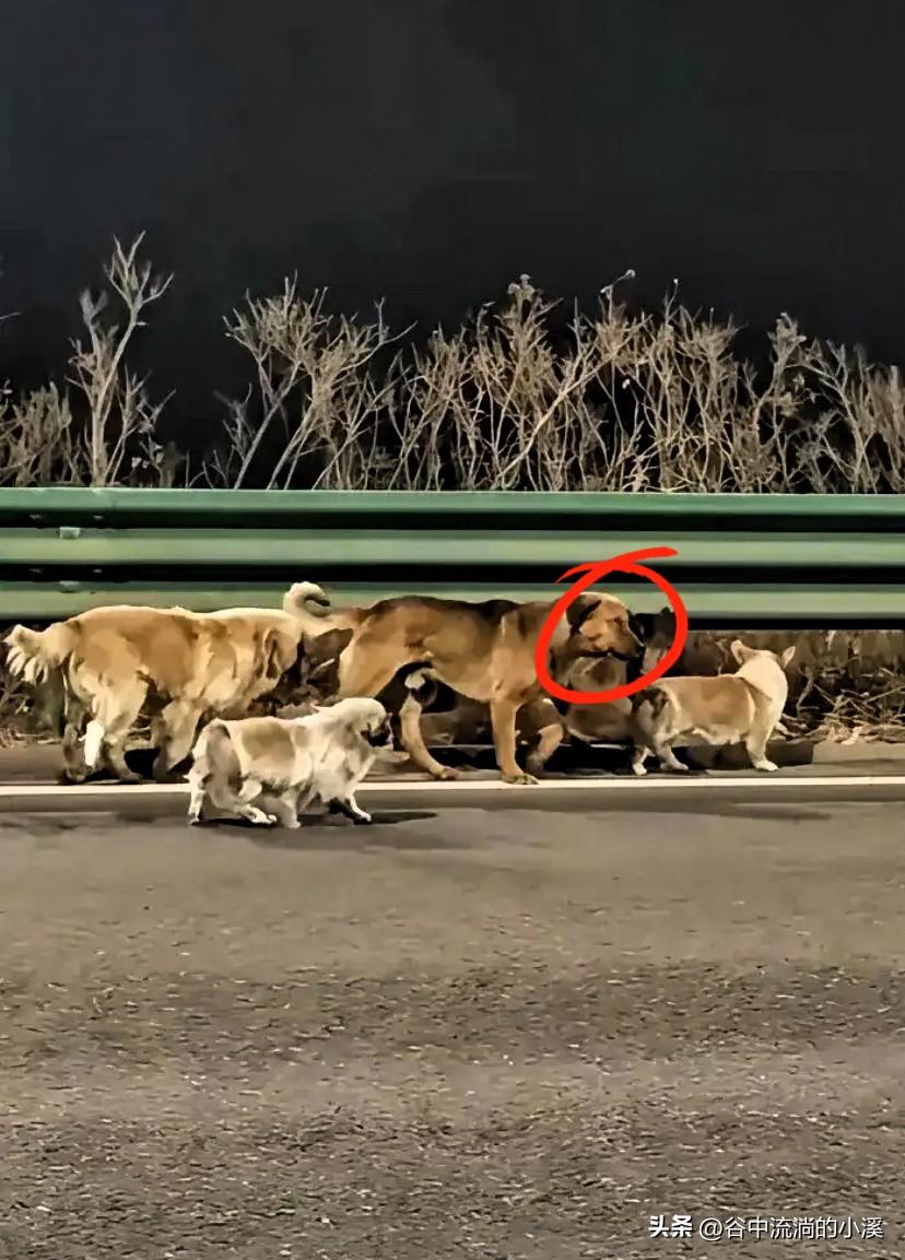 暖心！长春7只被偷狗狗抱团回家，后续太治愈了

长春7只被偷狗狗的暖心后续来啦！