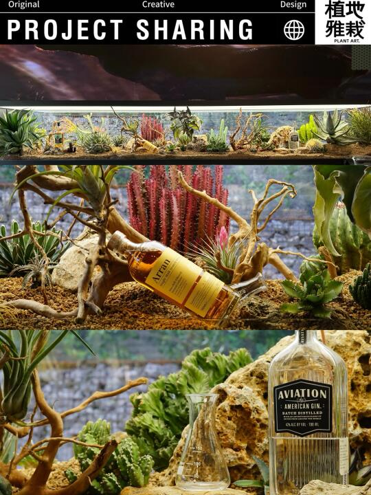 植物与酒精的碰撞｜清吧沙漠景观植物置景🌵