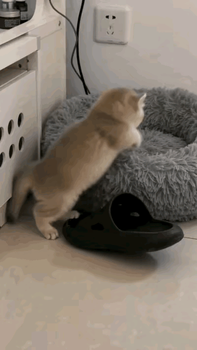 看到这小萌猫，知道自己干了坏事，当知道主人回来，马上快速偷偷跳回窝中去眯眼“装死