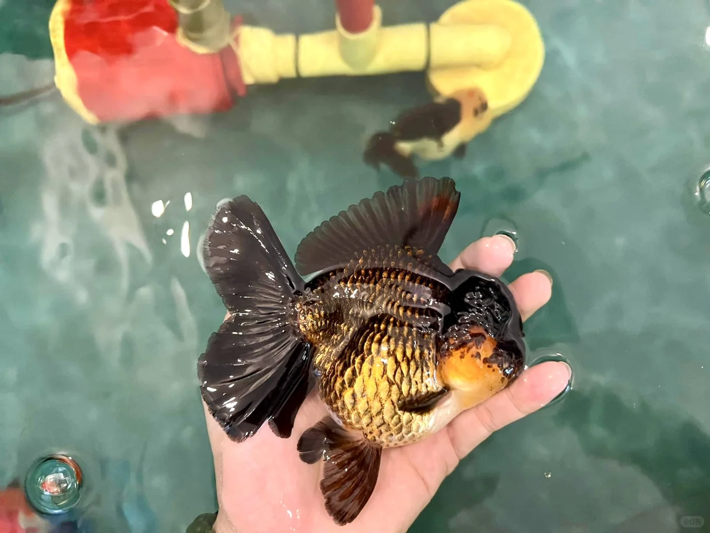 霸气小可爱！