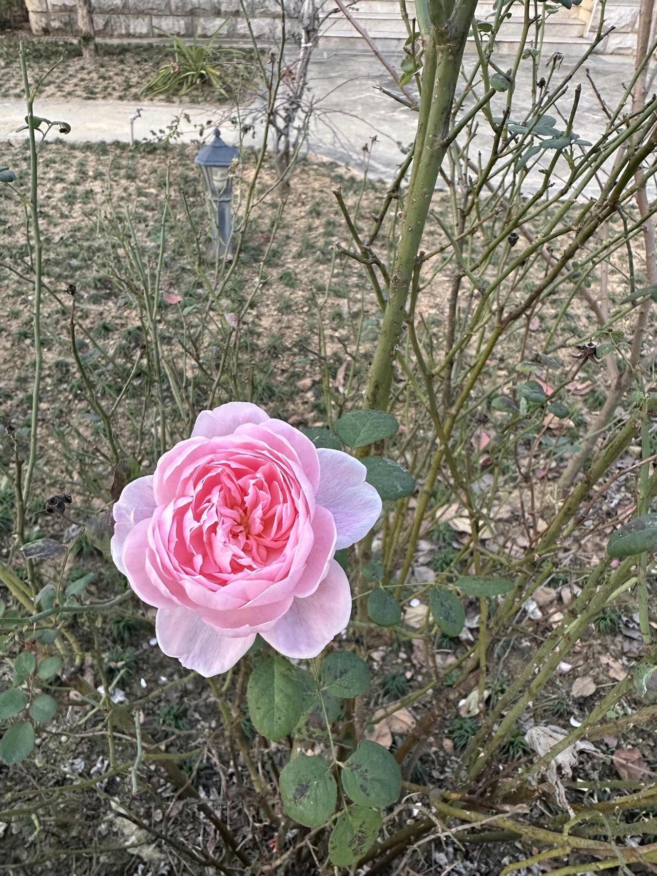 12月的冬日里，这朵粉月季开得好倔强，软乎乎的花瓣裹着粉嫩嫩芯，像偷藏了一瓣春天