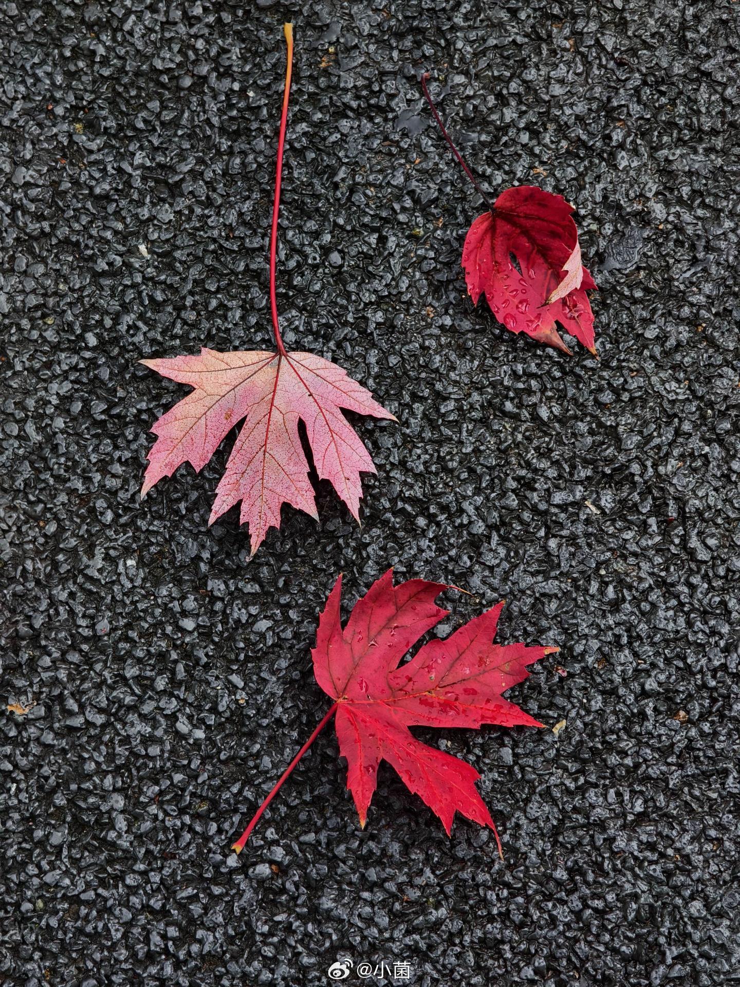 小菌[超话] 雨落枫叶，早安遇秋[微风] ​​​