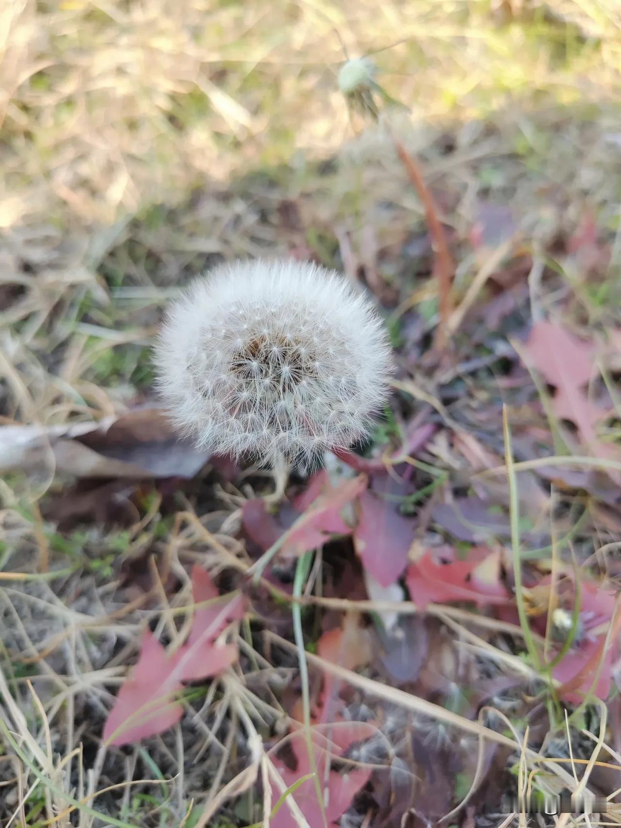 合肥这两天真的格外冷，早上起来一看手机七点实时温度零下八度，真是惊呆了😳。
中