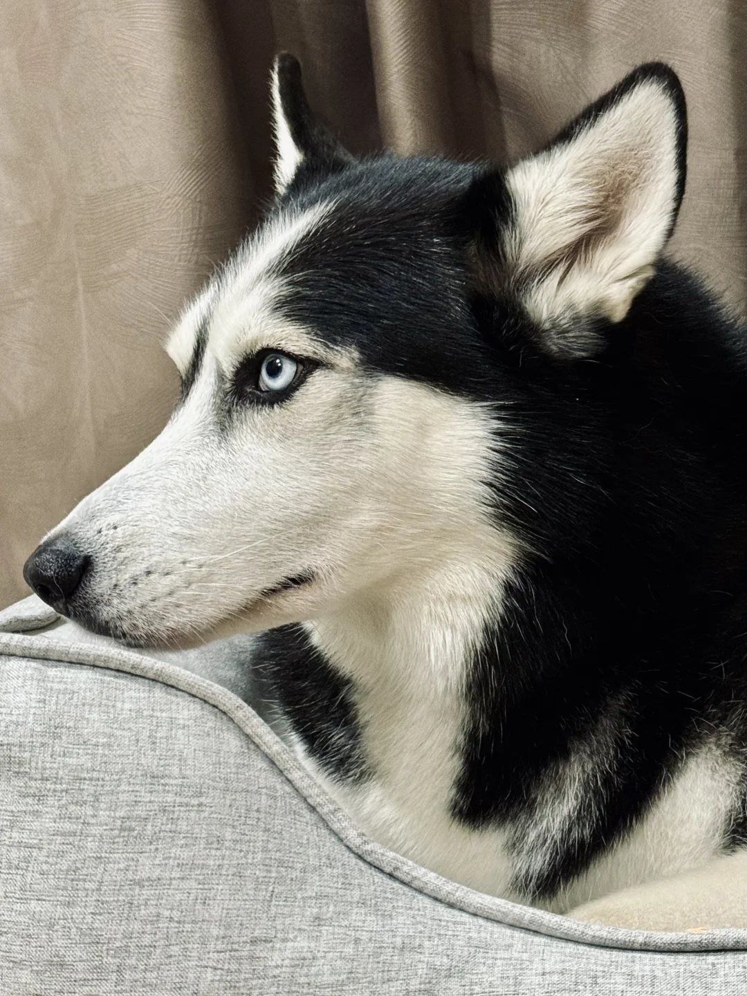 🇸🇬太美了 忍不住想亲她