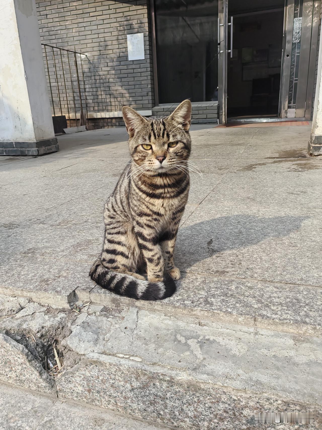 晒太阳的小猫咪。
虽然是流浪猫但它却享受着更多人的关爱。