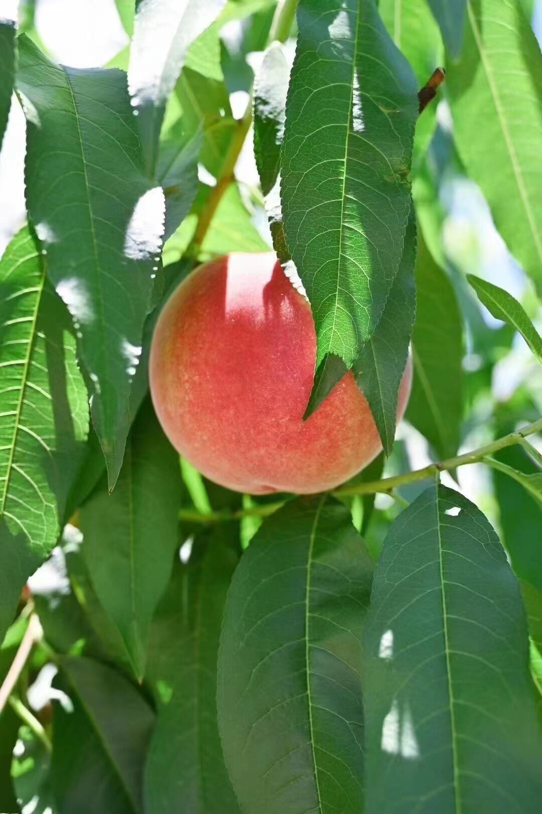 今天吃水果了吗您？