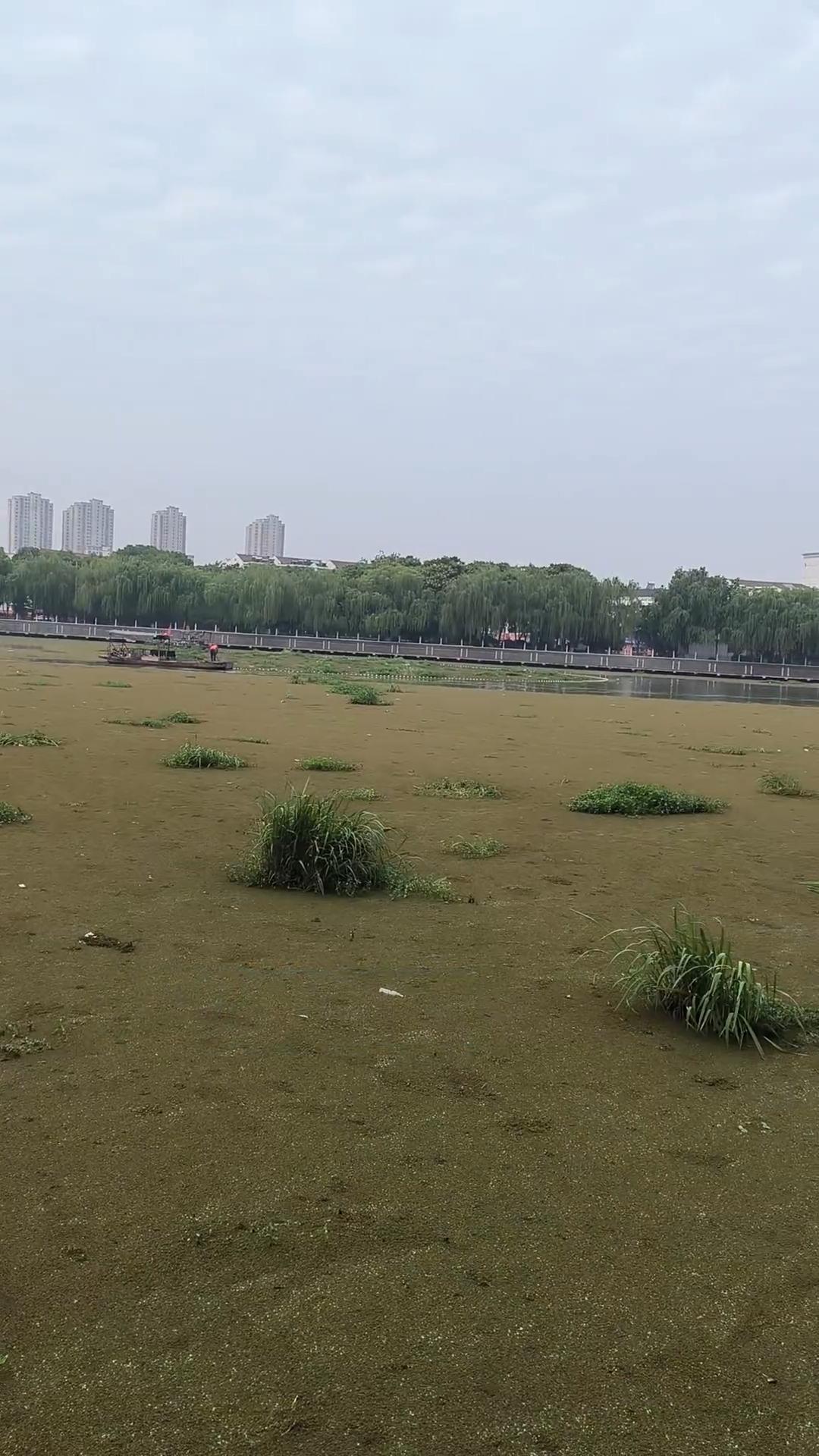 苏北射阳河——我的家乡的一道亮丽风景线，如今却因河面被绿萍、菜籽杆、麦草铺满、沾