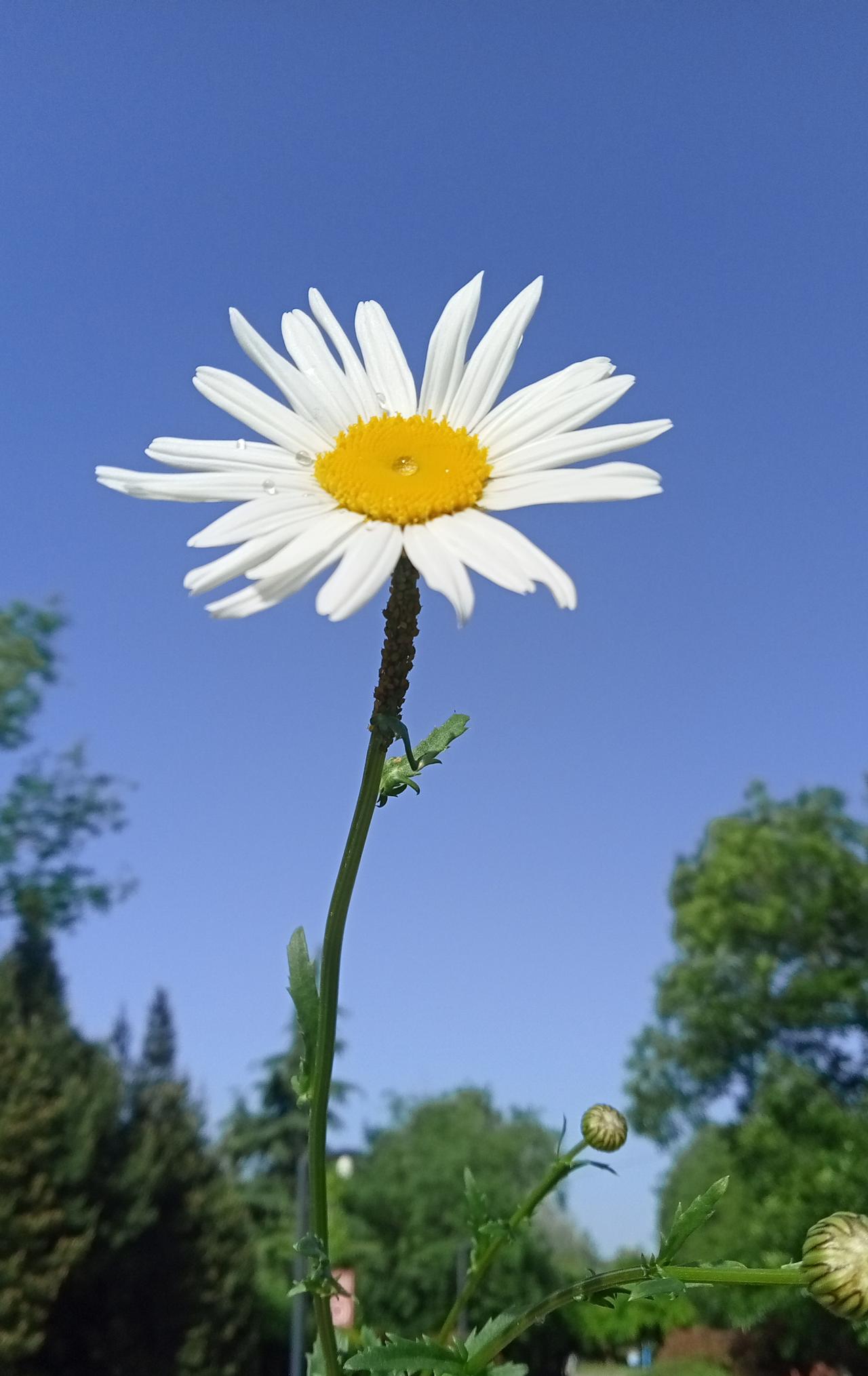 路边拍的小野花，竞如此美丽漂亮。