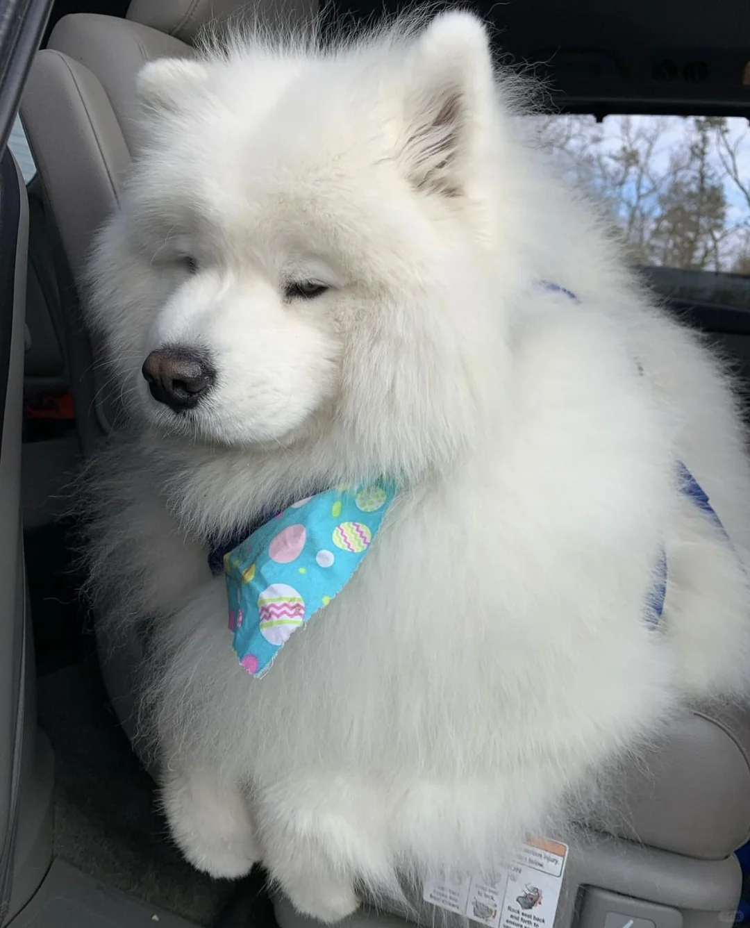 本少耶不想亲自下个车走路