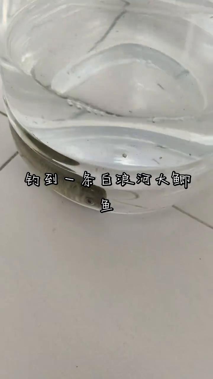 钓到一条白浪河大鲫鱼。
钓到一条白浪河大鲫鱼。
