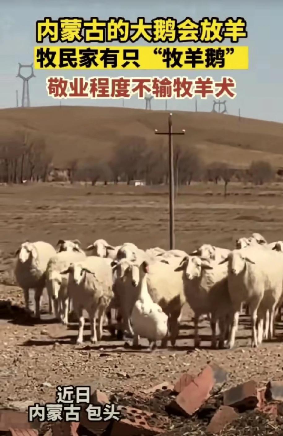 一只本该端上餐桌的大鹅，靠自己的本事逆天改命，成了最靠谱的“打工人”
！

内蒙