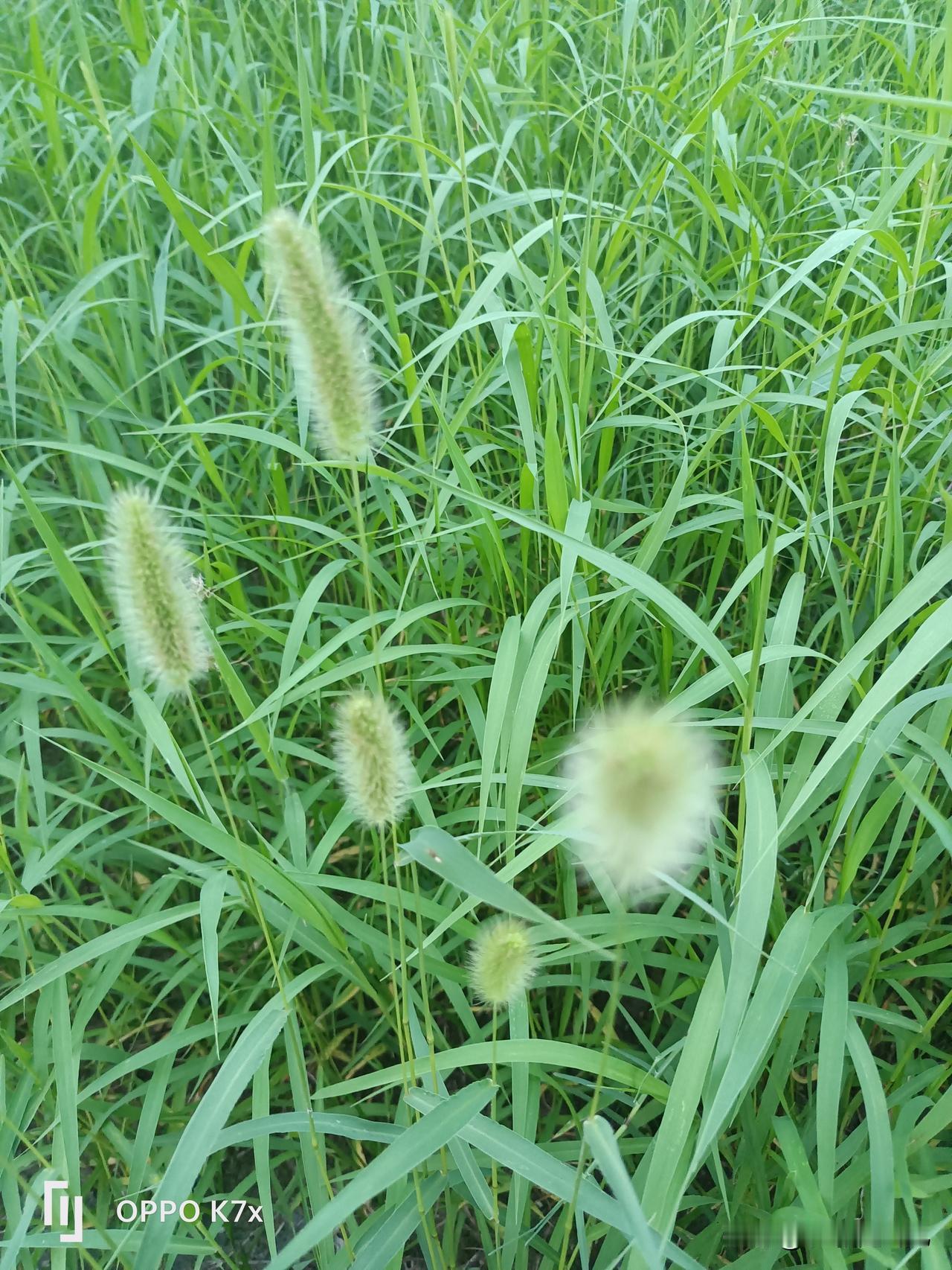 最近有点烦，隔壁收废品的孙子，不到两岁，一天在我们店子里面，我们开餐饮的，又怕他