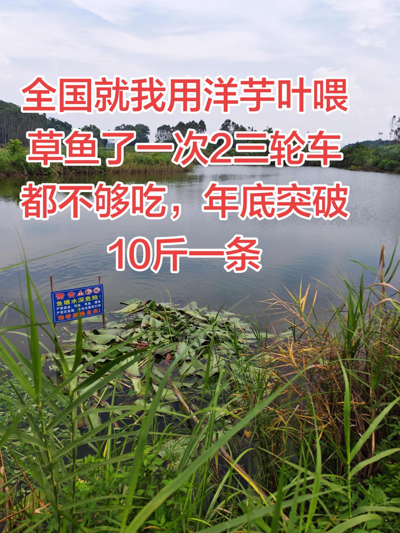 洋芋叶喂草鱼效果好，草鱼最爱了养鱼日记 养鱼生活 农村