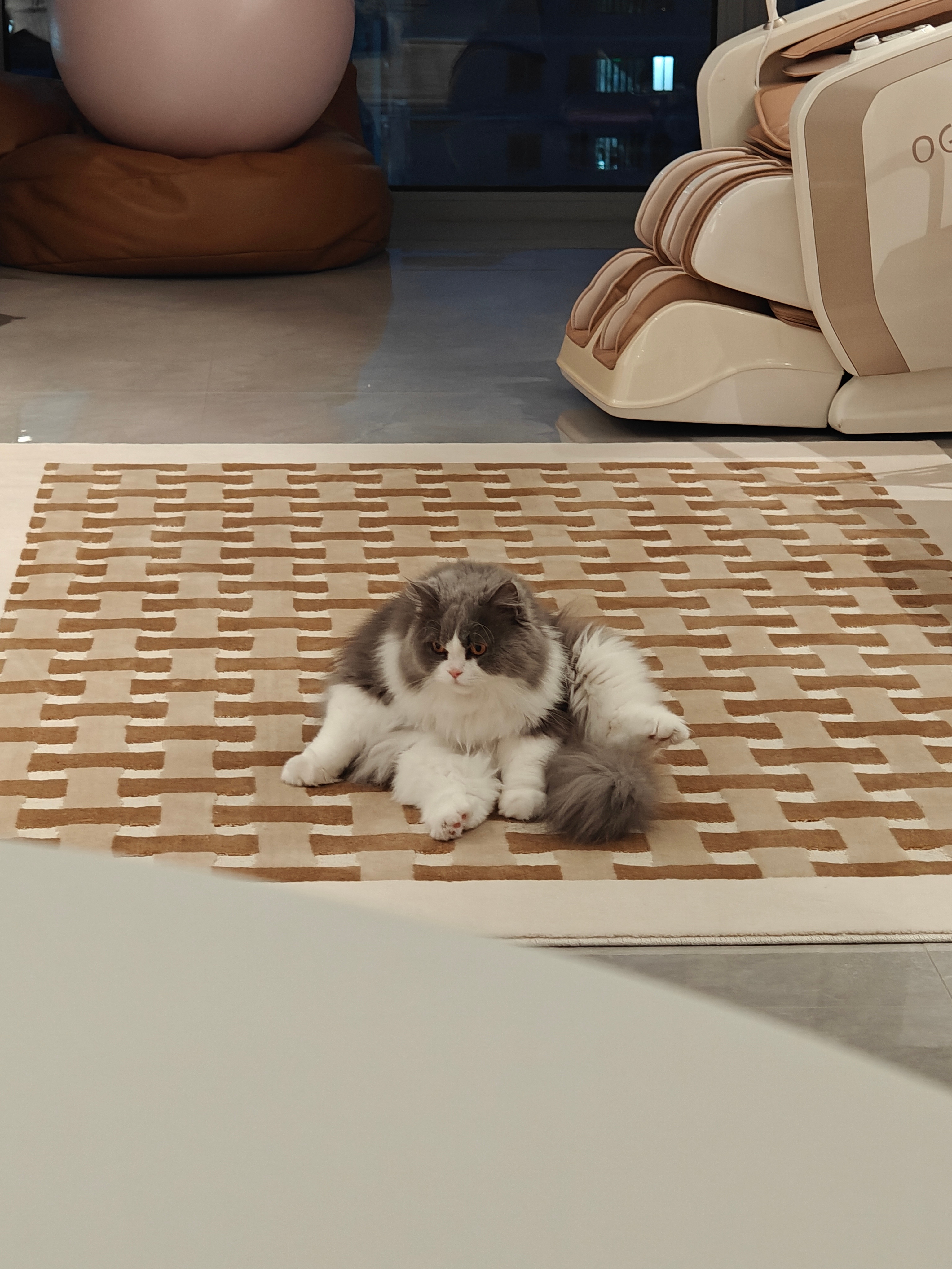 非静止画面咻苟是只可爱猫 ​​​