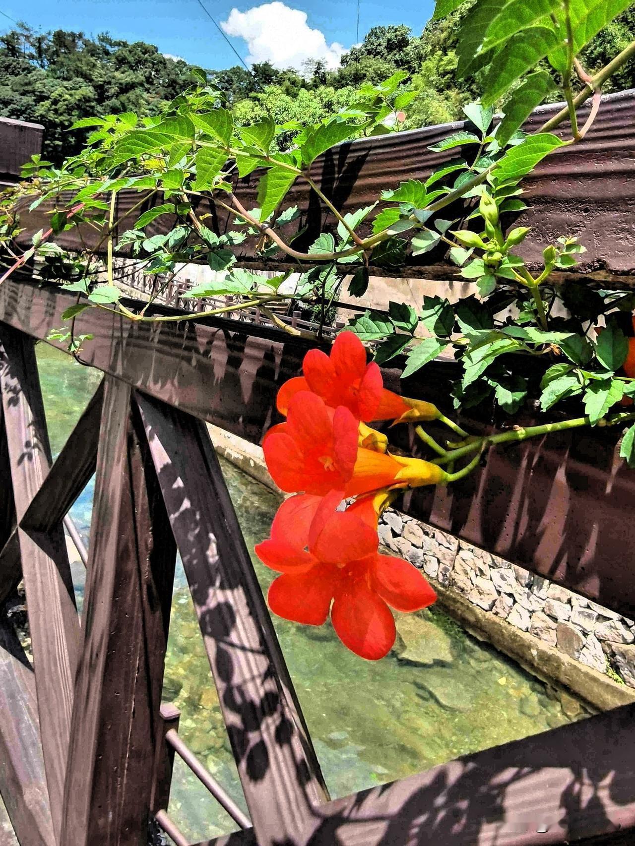 漫步古村溪边，木栏上攀附的凌霄花开得正热烈。

橙红色的喇叭状花朵簇拥在绿叶间，