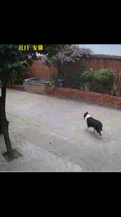 孩子好心分享蛋黄,家犬瞬间翻脸咬人！
再聪明狗还是狗，它就是喜欢咬人！
我家狗对