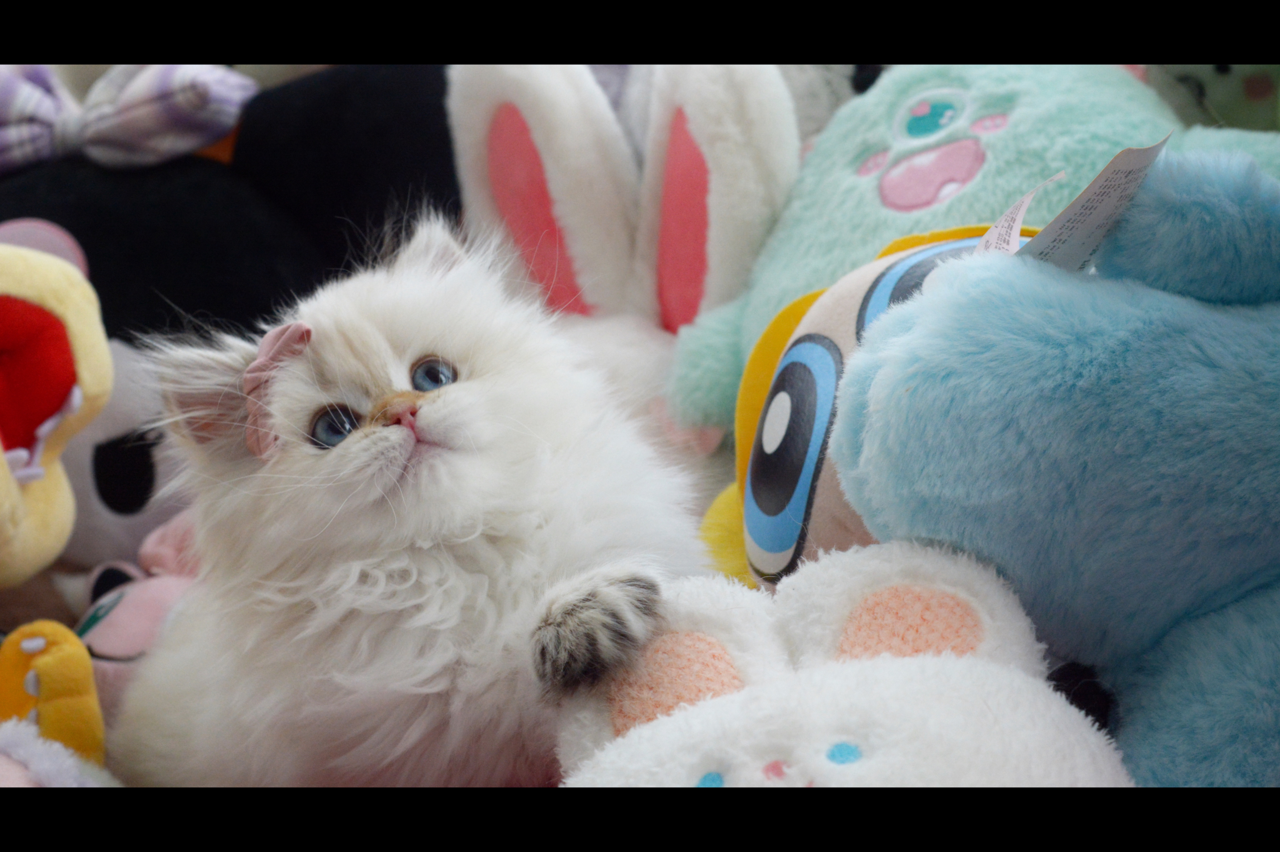 可爱的周墩墩先生（有家）#英国长毛猫##金点# ​​​