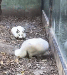 狐狸对同伴的行为感到疑惑 ​​​