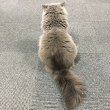 肉娃热说体育