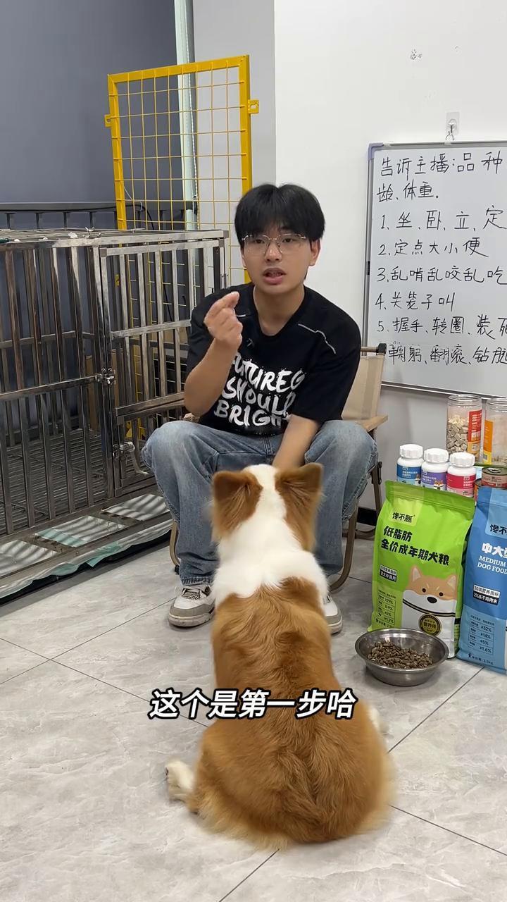 小妮的训练日常之定住。
幼犬刚刚到家怎么去训练坐卧立定？
·学定的话，先让小狗坐