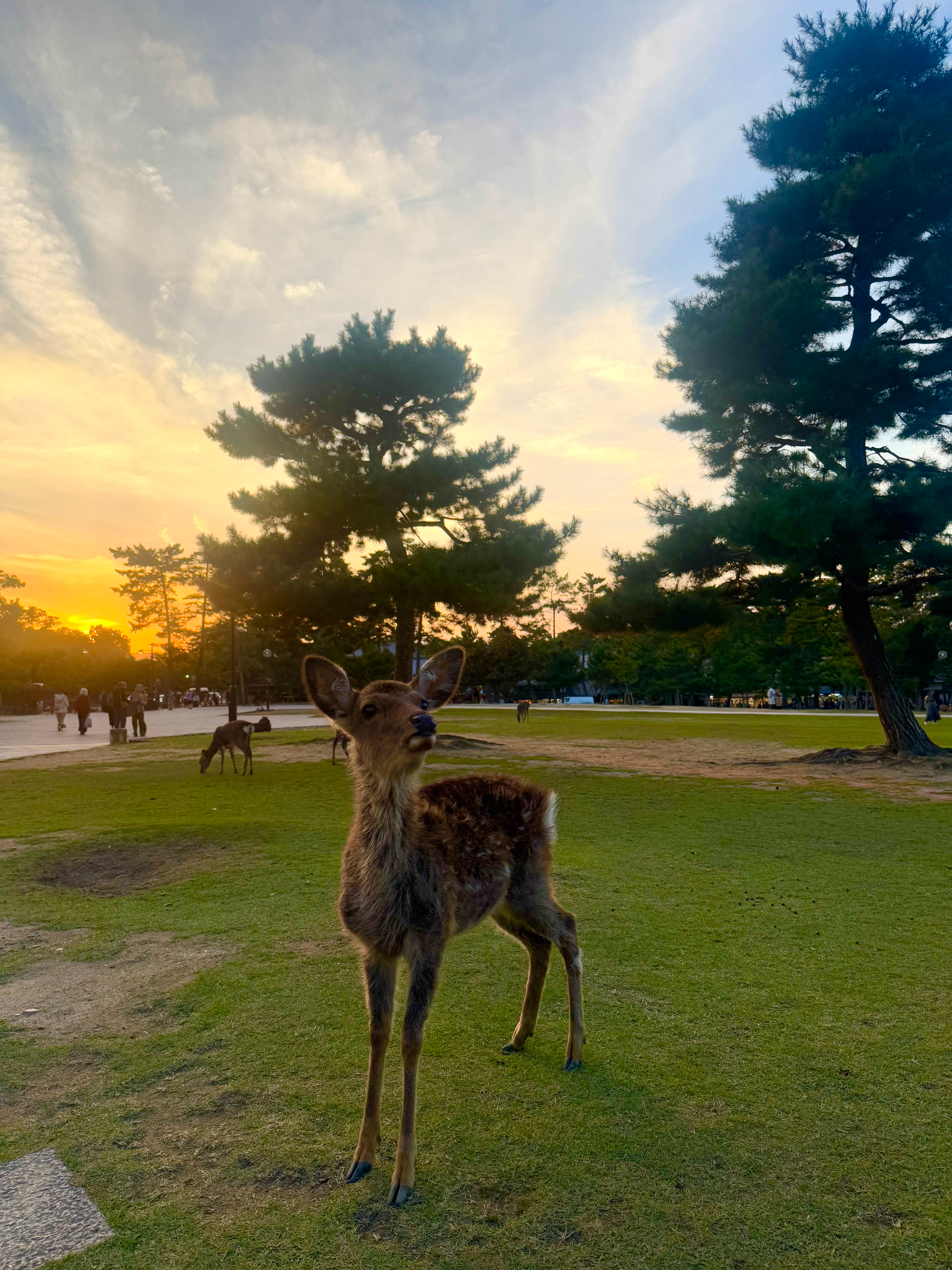 📍奈良丨和小鹿的一天˚.🦌₊•.🧺‧₊🌳‧⸝  ​​​