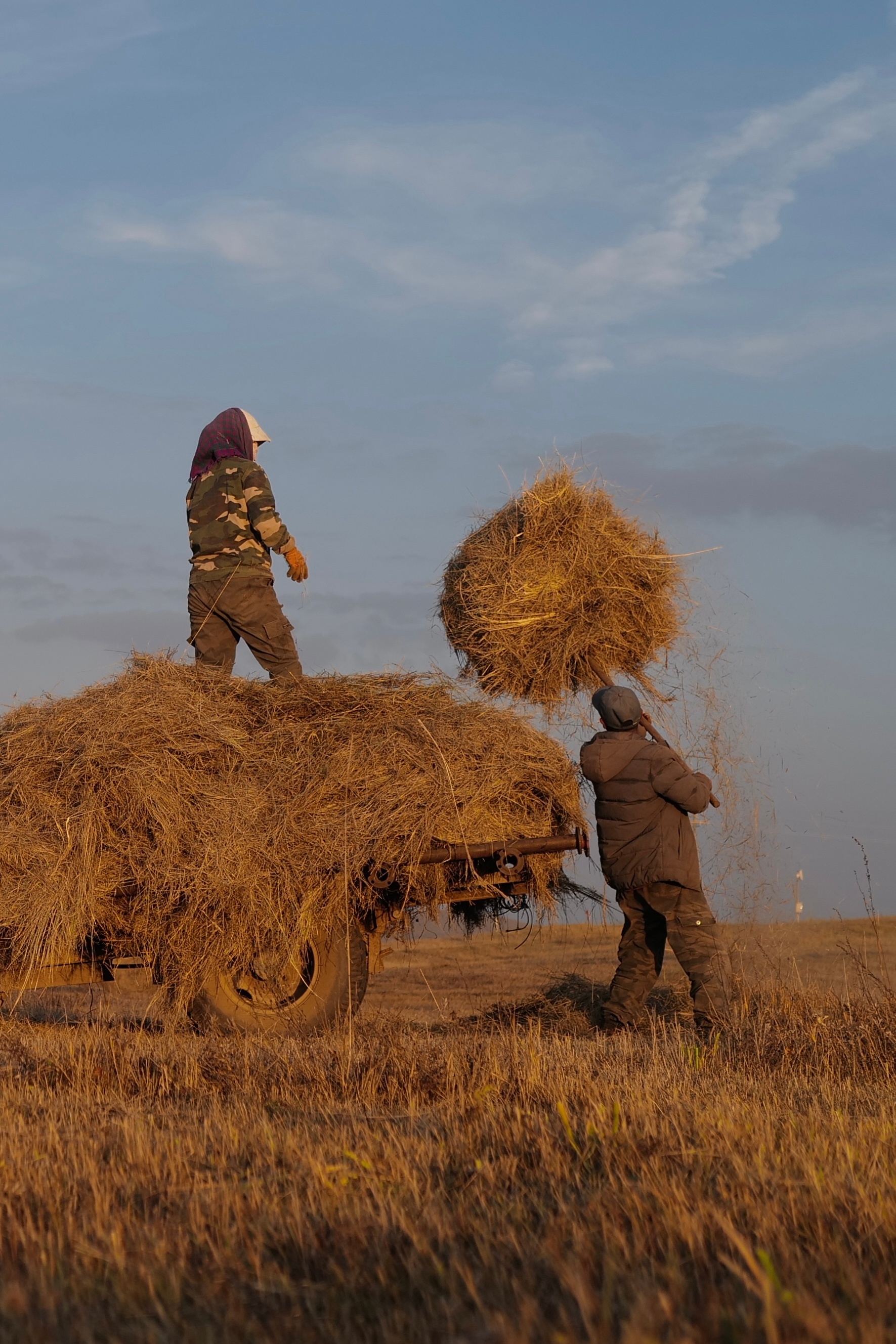 金莲川草原傍晚时，收拾越冬牛羊草料的牧民夫妻 ​​​
