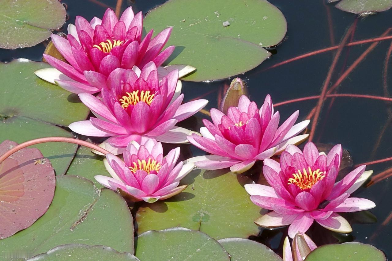 人和人之间最美好的情感是：我深深地理解你、接纳你，不给你设任何条件，也不会控制你