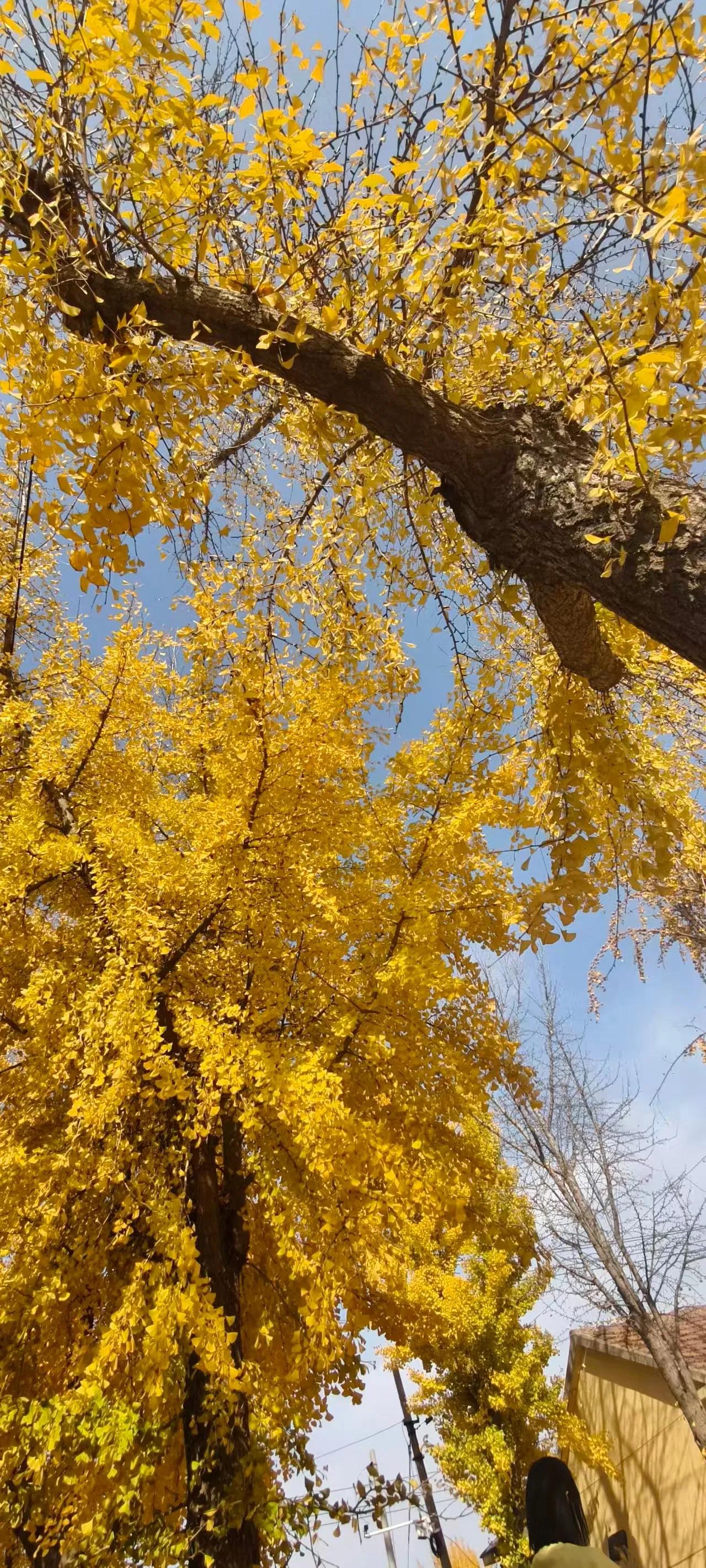 晒图笔记大赛银杏树好看？