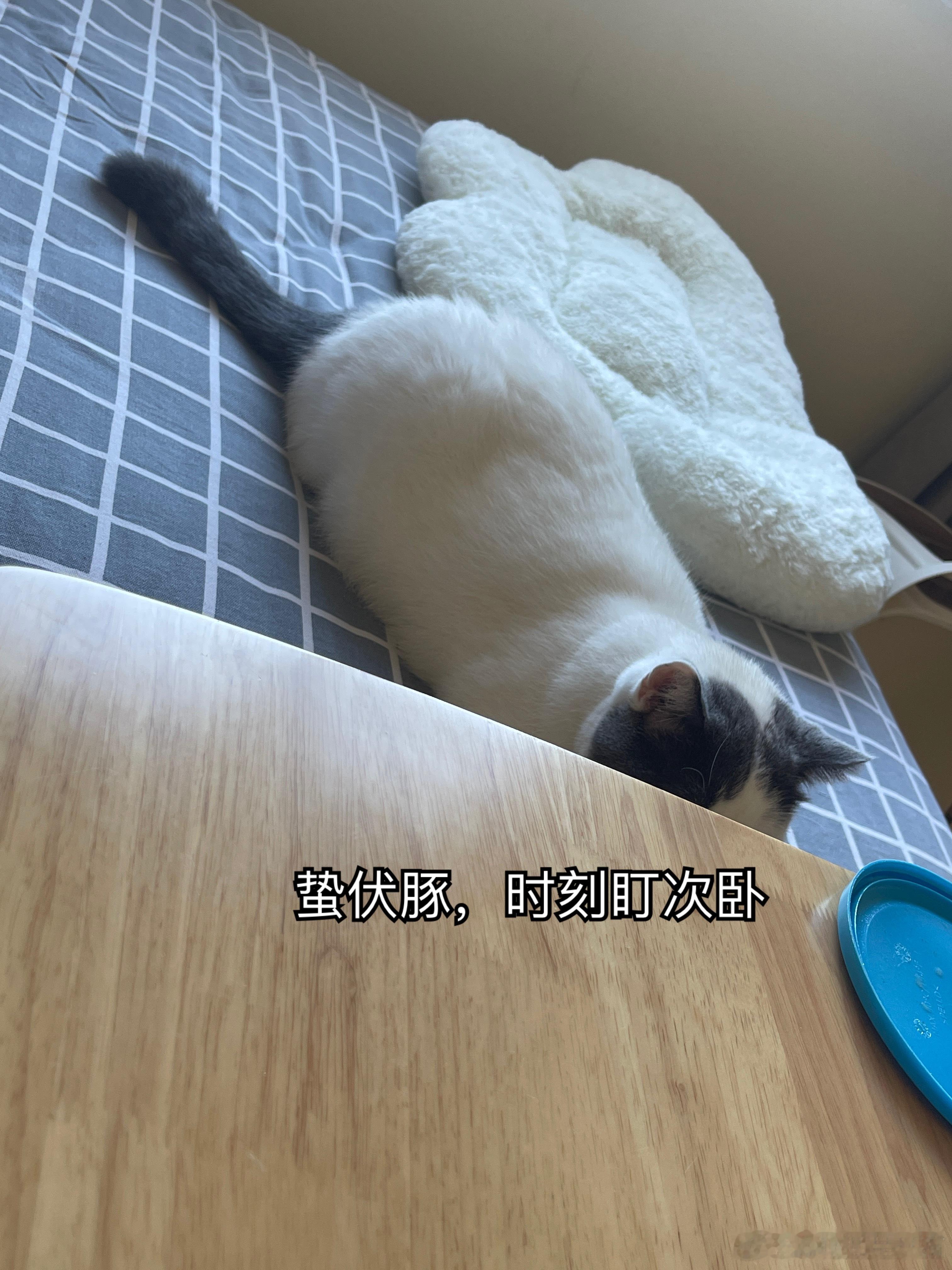 昨天回家，我妈说如果豚豚再欺负碗碗，就把碗碗接到大房子。我爸：把豚豚接来不就行了