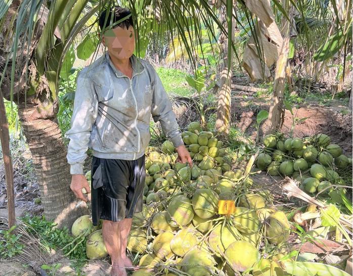 越南一名男子黎明时分在永隆偷了 950 个椰子，但被人们发现并向警方报案。
4月