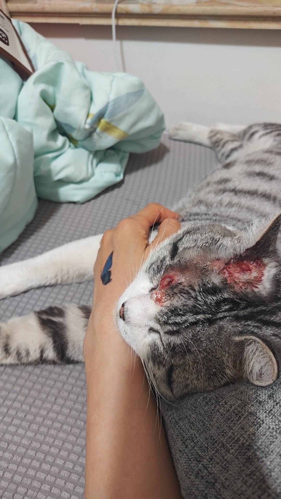 为什么宠物看个病这么贵！二哈前段时间跟别的猫打架受伤了，第一天花了295，后面连