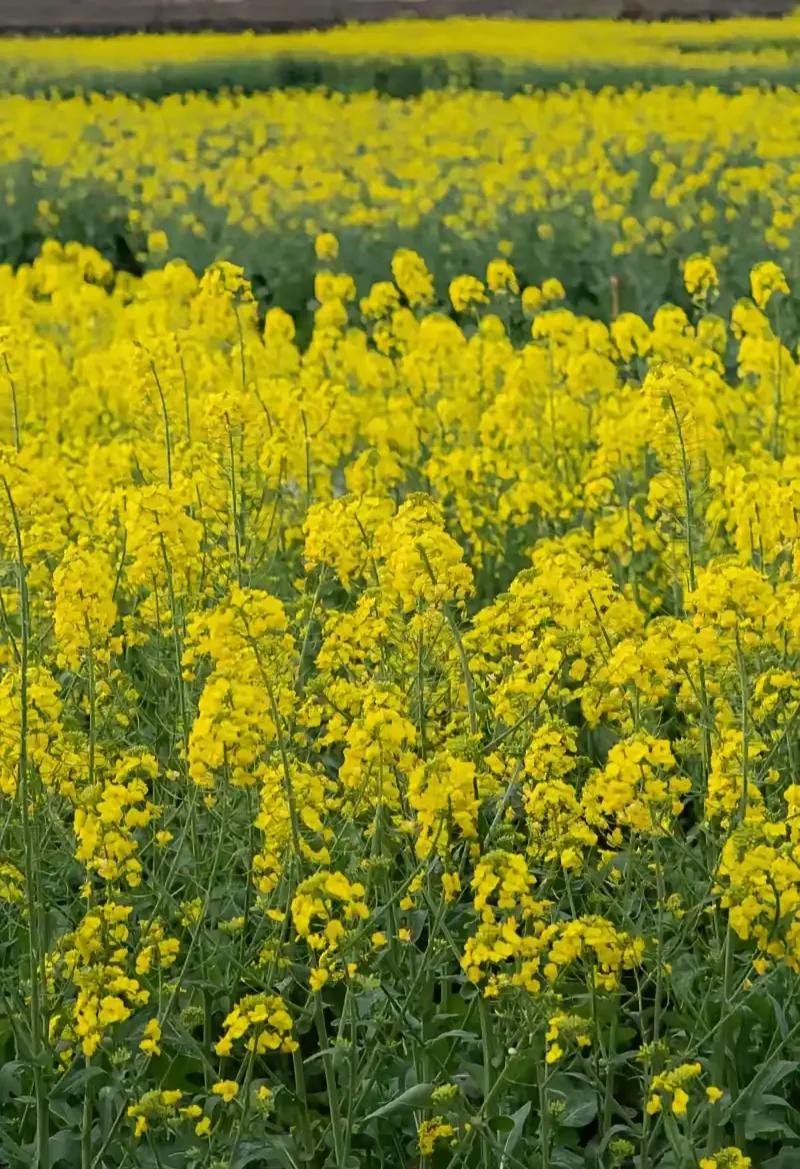 这几天刷到不少油菜花的新闻，一边是花田好看得很，游客扎堆去拍照，一边是无人机打药