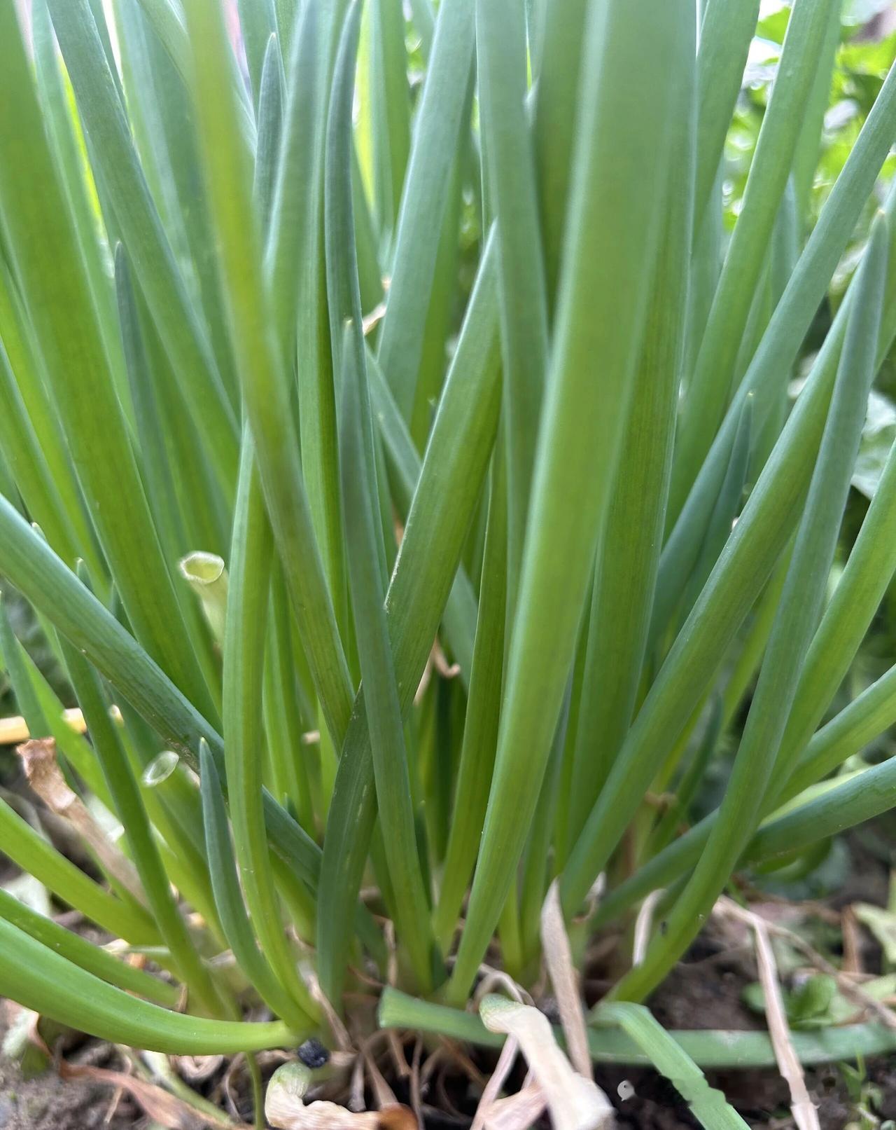 因为自小在乡下长大，吃生菜是必须的，大葱，黄瓜，生菜，香菜，还有多种野菜。再说，