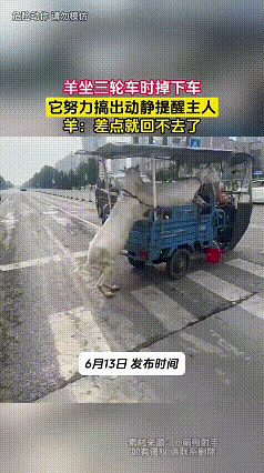 看完这段视频，我心里又觉得有意思，又替它捏了把汗。
小山羊从三轮车上滑下来，没乱