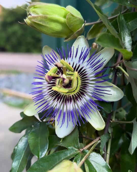 发现了种花好漂亮的花！花花