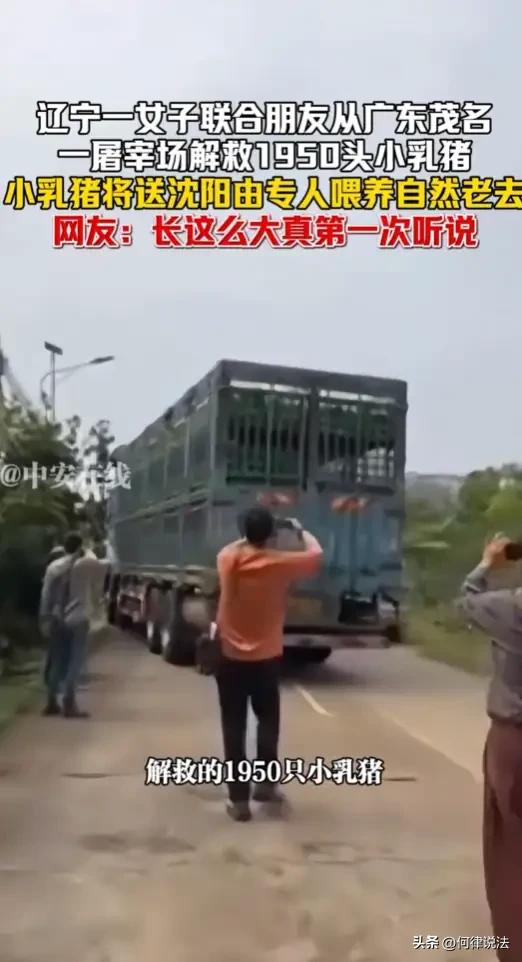 到底是图名还是图利？辽宁沈阳，一女子联合朋友专门从沈阳飞到广东，从屠宰场解救19