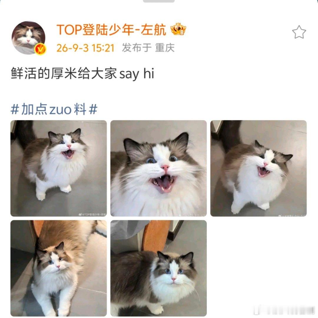 左航拍的爱猫厚米左航发文鲜活的厚米给大家say hi！！！完全可爱，左航拍的厚米