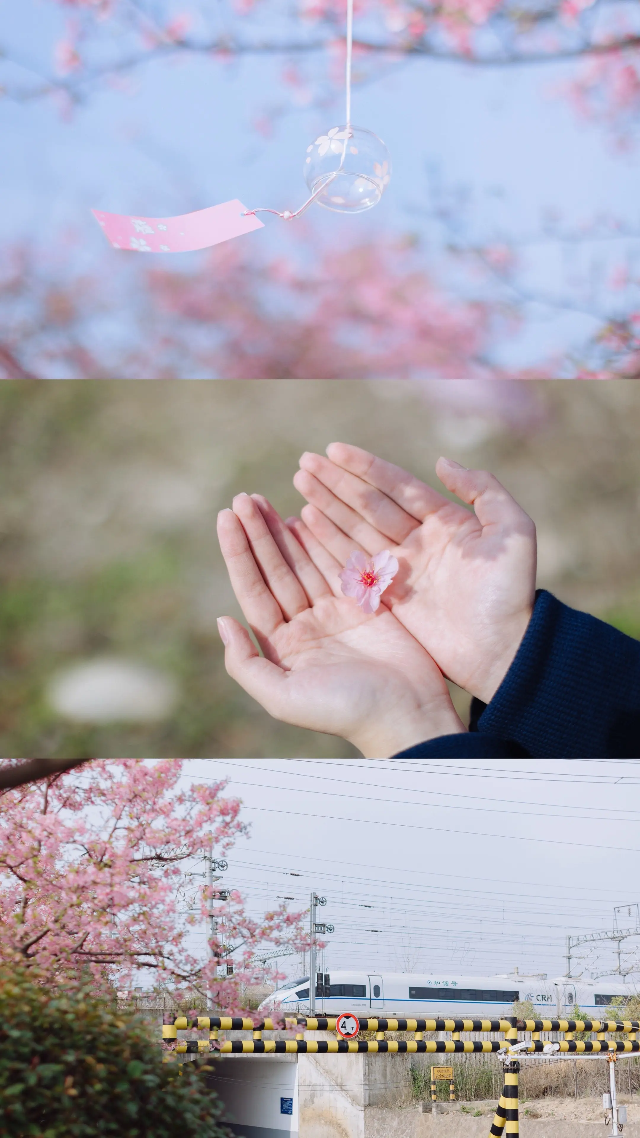 春日来信，衢州一大波樱花即将到来。